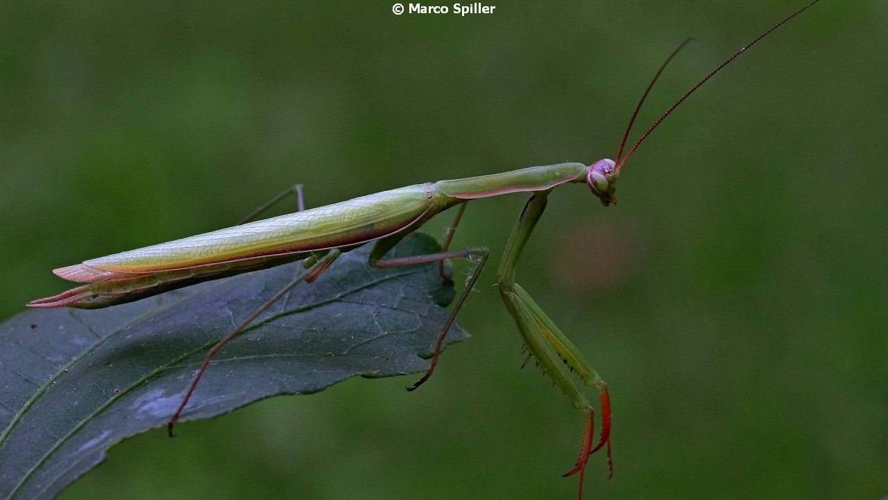 Mantis religiosa, maschio